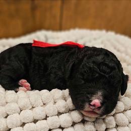 Red - Black and white male Bernedoodle puppy in Shelby, North Carolina from Forever Grateful Doodles
