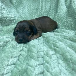 Fischer - Red male Dachshund puppy in Richmond, Virginia from Paw Prints