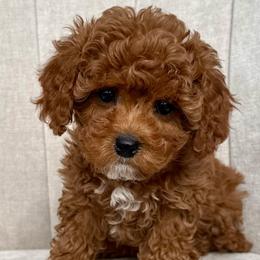 Sally - Red female Cavapoo puppy in Mona, Utah from Hearts Full of Puppies