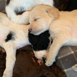Goldendoodle Puppies from Lady Doodle Farm