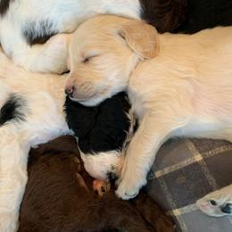 Goldendoodle Puppies from Lady Doodle Farm