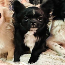 Valentino - Chihuahua
