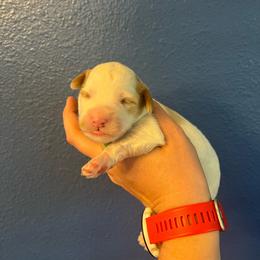 Luigi-Green - Yellow and white male Bernedoodle puppy in Casper, Wyoming from 307 Doodles