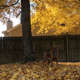 Golden Retrievers from Scarlet Fern Goldens