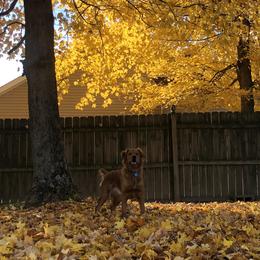 Golden Retrievers from Scarlet Fern Goldens