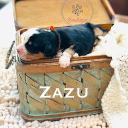 Zazu (orange boy) - Tri-color male Bernedoodle puppy in Waukesha, Wisconsin from Bernedoodle Boutique (and Cavapoos)