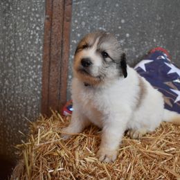 Star - Great Pyrenees puppy in Arroyo Grande, California from Wild Bunch Ranch - Home of Le Patou Great Pyrenees