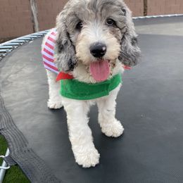 Bernedoodle and Goldendoodle All Grown Up from Brown’s Golden Paws