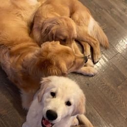 Golden Retriever Puppies from Broomfield Golden's
