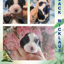 Jack Nicklaus - White and black male English Springer Spaniel puppy in Saginaw, Michigan from Kemerer Springers