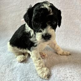 Snow - Black and white female Cockapoo puppy in Adrian, Oregon from ApplebyFarm