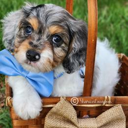 Merle boy - Merle male Cavapoo puppy in Ossian, Indiana from Sharices Cavapoos