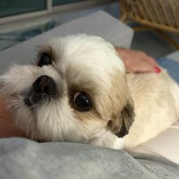 Queenie - Shih Tzu