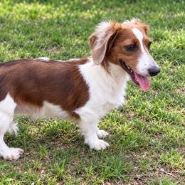 Dallas - Dachshund