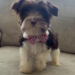 St.Cloud - Parti male Yorkshire Terrier puppy in Prosper, Texas from DaintyDawlz