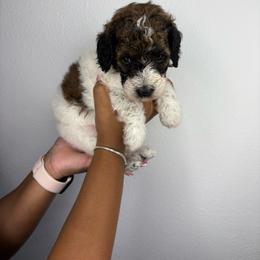 Gambit - Sable male Poodle puppy in Plant City, Florida from Empire Poodles