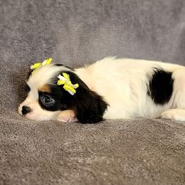 Gloria - Tri-color female Cavalier King Charles Spaniel puppy in Cresthill, Illinois from KonopkaKennelsLLC