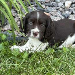 English Springer Spaniel puppies from Coteau Springers