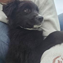 Saleena - Black & white female Miniature Australian Shepherd puppy in Leonard, Texas from Tin Roof Aussies