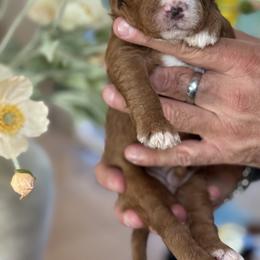 Larry - Red  male Goldendoodle puppy in Yuciapa, California from AlltheDoodlez_