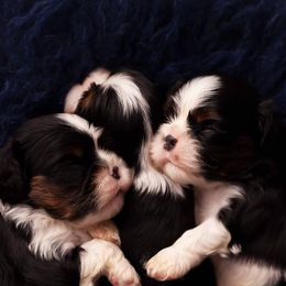 Cavalier King Charles Spaniel Puppies from Westchester Cavaliers