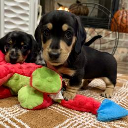 Blackbeard - Black and cream male Dachshund puppy in Merryville, Louisiana from Red Hill Dachsunds