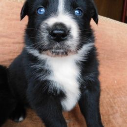 Australian Shepherd Puppies from Wagon Wheel Aussies