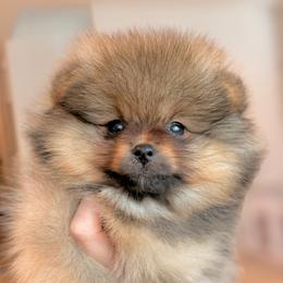 Russell - Red sable male Pomeranian puppy in Gilroy, California from Belt Fed Kennels