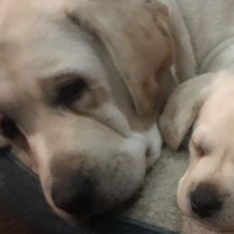 Labrador Retrievers from Outback Stables