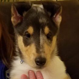 Collie Puppies from Qualteri Collies