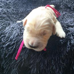 Stella - Pink - Golden male Golden Retriever puppy in Lucasville, Ohio from Halo Kennels