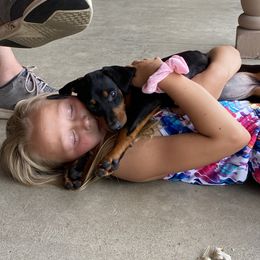 Doberman Pinscher and French Bulldog Puppies from Haus of Hound