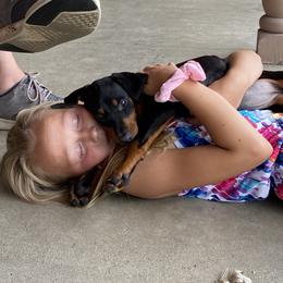 Doberman Pinscher and French Bulldog Puppies from Haus of Hound