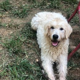 Miranda  - Labradoodle