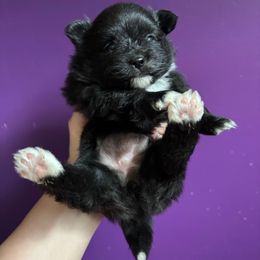Black with white markings Girl - Black female Pomeranian puppy in Douglas, Massachusetts from Country Oak Poms LLC