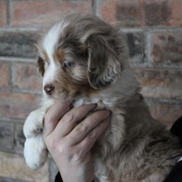 Girl 1 - Red merle female Miniature American Shepherd puppy in Williamston, Michigan from Rust Belt Farms