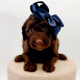 Catawba - Chocolate female Goldendoodle puppy in North Carolina from Tuxedo Mountain Doodles