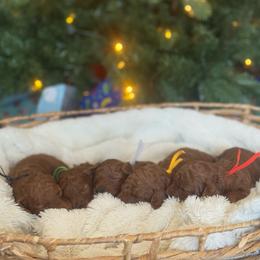 Goldendoodle Puppies from Daisy Doodles