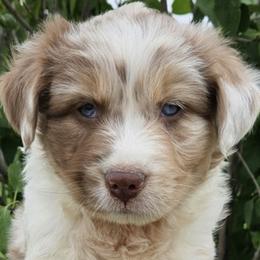 Australian Shepherds from County Line Aussies