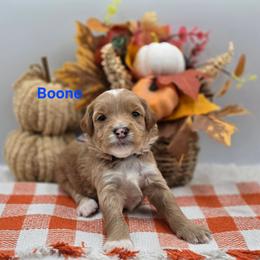 Boone - Apricot male Goldendoodle puppy in Summerville, South Carolina from Channys Doodles