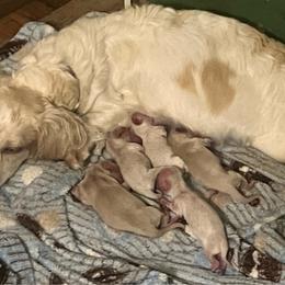 Tate - Cream male Dachshund puppy in Sharon Springs, New York from Show Us The Way Homestead
