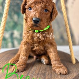 Beau - Red  male Goldendoodle puppy in Cleveland, Georgia from The O.G. Doodles