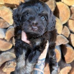 Kona - Chocolate male Double Doodle puppy in Horseshoe Bend, Idaho from Over the Moon Poodles and Doodles