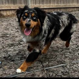 Boone - Miniature Australian Shepherd