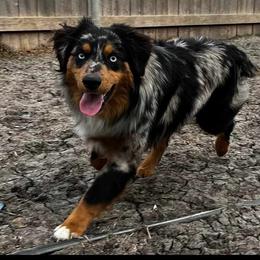 Boone - Miniature Australian Shepherd