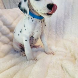 Miss Blue - White and black female Dalmatian puppy in Startup, Washington from Upperleftdalmatians
