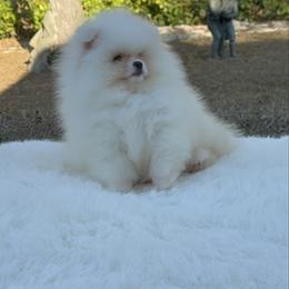 Prince Angel - White male Pomeranian puppy in Naples, Florida from 🤎 Dreaming Puppies 🐶