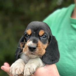 Male 2 - Black brown and white male Basset Hound puppy in Lindley, New York from Hill Top Basset Hounds & Cane Corso