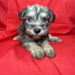 PERLE - Liver female Miniature Schnauzer puppy in Pisgah, Alabama from Mashburns Little Munchkins