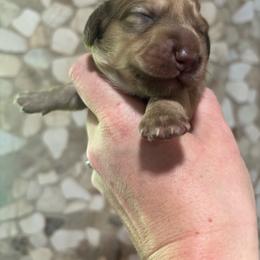 Teddy - Cream male Dachshund puppy in White Cloud, Michigan from MI Dachshunds